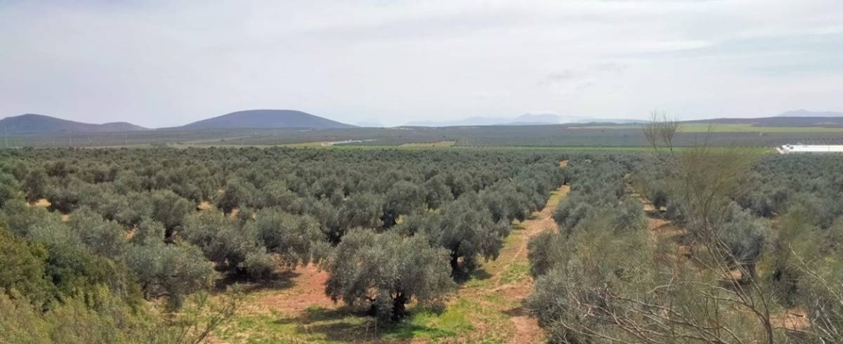imagen 1 de Venta Finca Olivar "Casería Espejo"