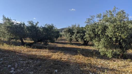 imagen 1 de Finca olivar Valderrubio