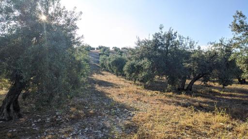 imagen 2 de Finca olivar Valderrubio