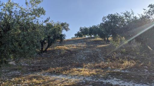 imagen 3 de Finca olivar Valderrubio