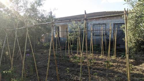 imagen 1 de Olivar en Valderrubio.