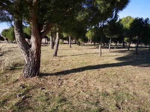imagen 4 de Venta parcela rústica en El Bohodon