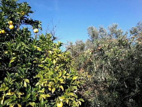 imagen 2 de Venta de finca en Arenas De San Pedro
