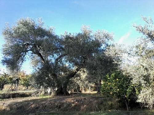 imagen 3 de Venta de finca en Arenas De San Pedro