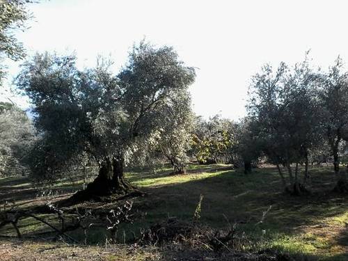 imagen 4 de Venta de finca en Arenas De San Pedro