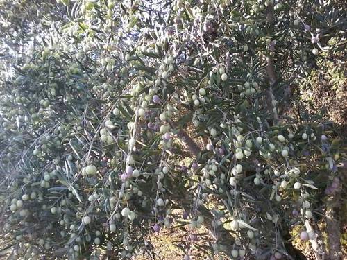 imagen 5 de Venta de finca en Arenas De San Pedro