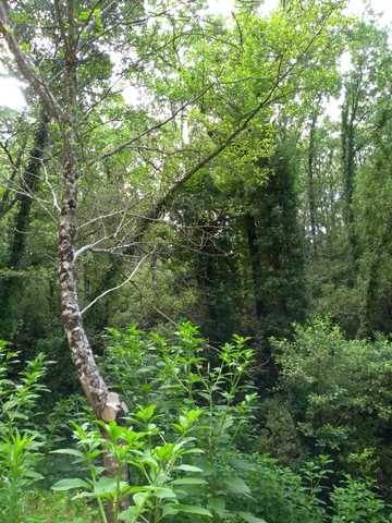 imagen 5 de Venta de terreno para alojamientos rurales en Ávila ⛺