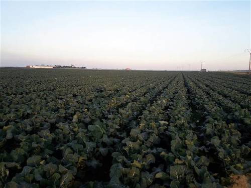 imagen 1 de Venta de terreno en Mengabril (BADAJOZ)