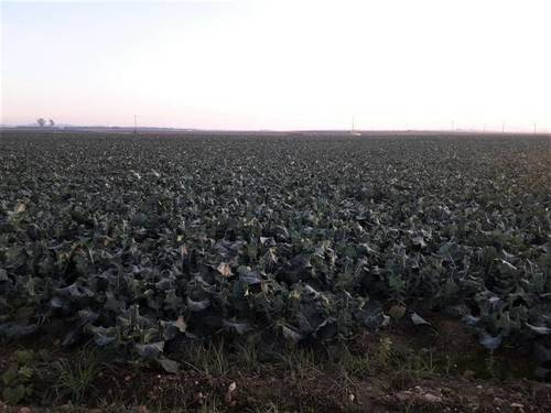 imagen 1 de Venta de terreno en Mengabril (BADAJOZ)