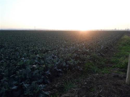 imagen 2 de Venta de terreno en Mengabril (BADAJOZ)