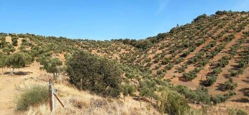 imagen 1 de Venta de olivar en Puebla Del Maestre
