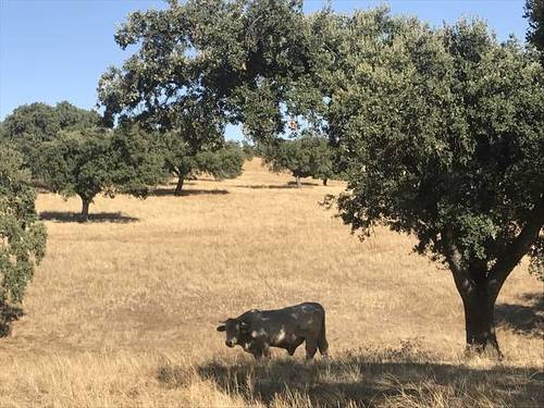 imagen 1 de Venta de Finca en Helechosa De Los Montes