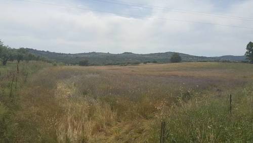 imagen 5 de Venta de fincas en Fregenal De La Sierra