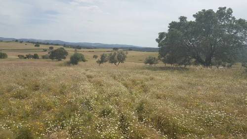 imagen 6 de Venta de fincas en Fregenal De La Sierra