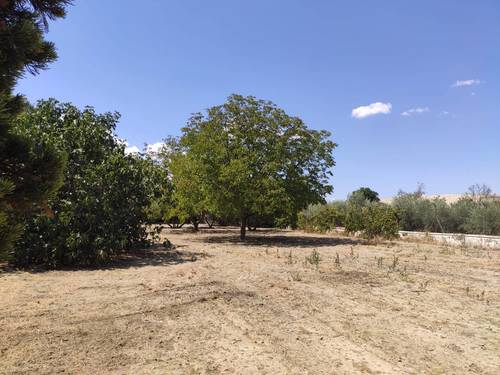imagen 4 de Estupenda finca de recreo con vivienda en Alhendín