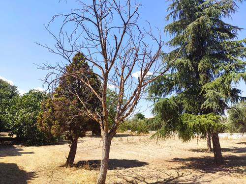 imagen 1 de Estupenda finca de recreo con vivienda en Alhendín