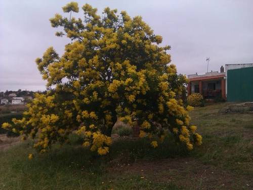imagen 2 de Venta de Casa Rural en Almendralejo (Badajoz)