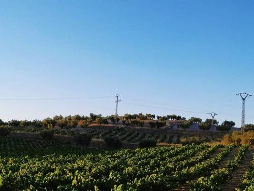 imagen 1 de Venta de parcela agrícola en Fuente Del Maestre (Badajoz)