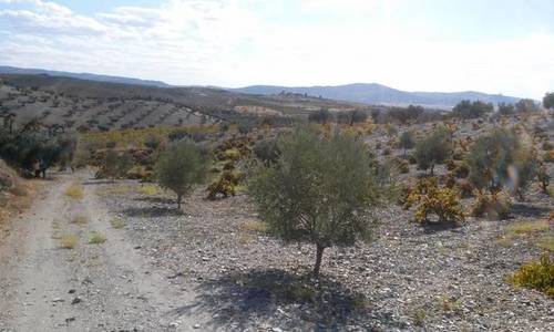 imagen 1 de Venta de parcela agrícola en Fuente Del Maestre (Badajoz)
