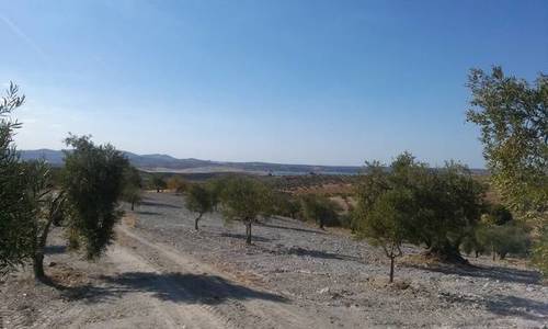imagen 2 de Venta de parcela agrícola en Fuente Del Maestre (Badajoz)