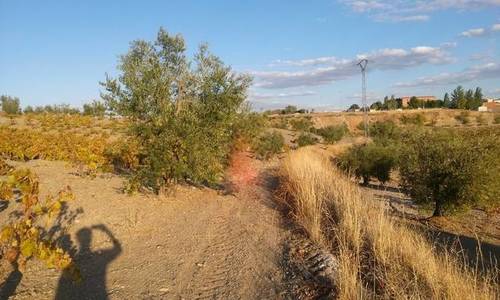 imagen 4 de Venta de parcela agrícola en Fuente Del Maestre (Badajoz)