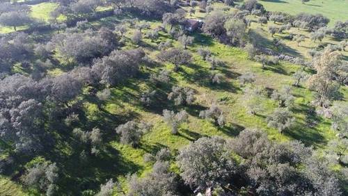 imagen 1 de Venta de olivar en Valencia Del Ventoso (Badajoz)