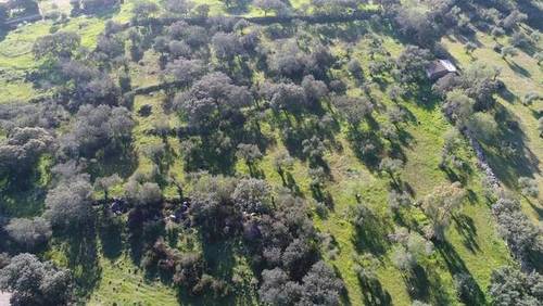 imagen 2 de Venta de olivar en Valencia Del Ventoso (Badajoz)