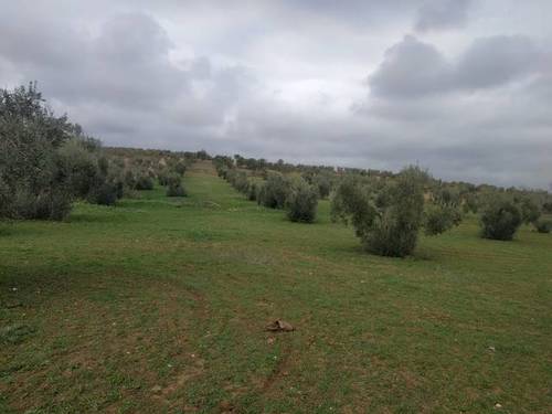 imagen 1 de Venta de olivar en Arroyo De San Serván (Badajoz)