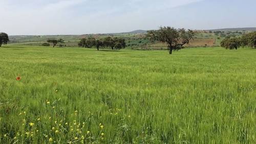 imagen 2 de Venta de finca agrícola y ganadera en Campillo De Llerena (Badajoz)