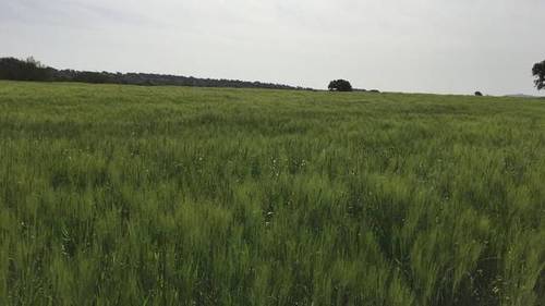 imagen 3 de Venta de finca agrícola y ganadera en Campillo De Llerena (Badajoz)