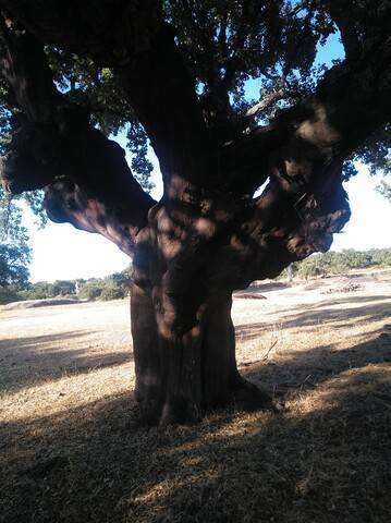 imagen 3 de Venta de parcela rústica en Alburquerque (Badajoz)
