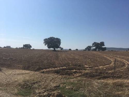 imagen 1 de Venta de terreno rústico en Quintana De La Serena (Badajoz)