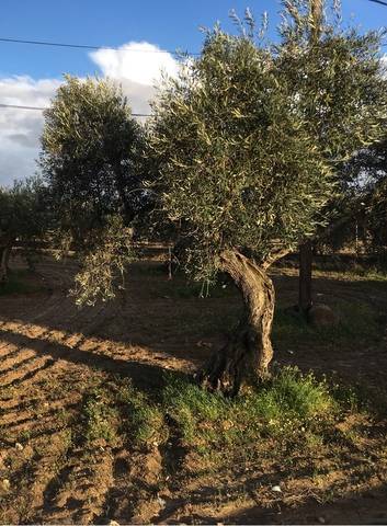imagen 1 de Venta de viñedo en Villanueva De La Serena (Badajoz)