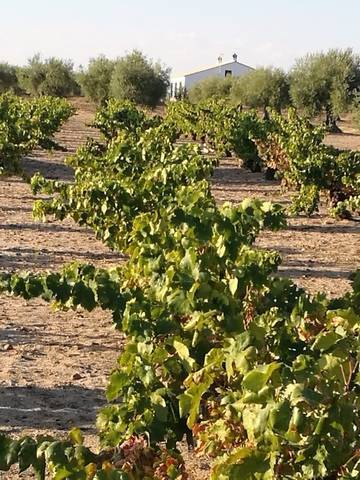 imagen 1 de Venta de viñedo en Villanueva De La Serena (Badajoz)