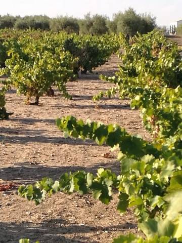 imagen 4 de Venta de viñedo en Villanueva De La Serena (Badajoz)