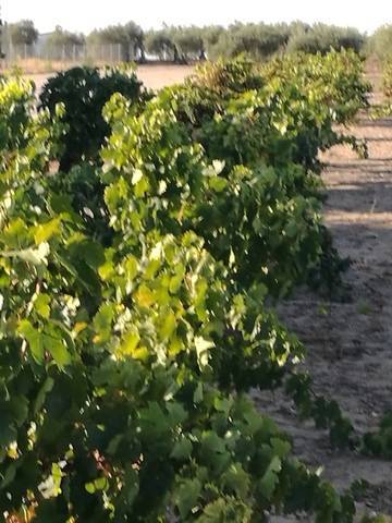 imagen 3 de Venta de viñedo en Villanueva De La Serena (Badajoz)