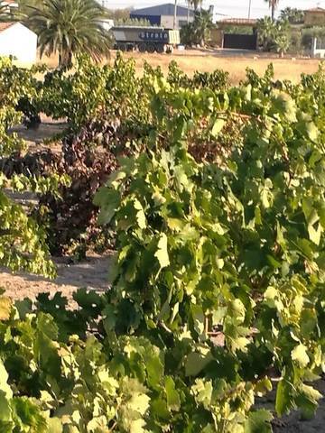 imagen 2 de Venta de viñedo en Villanueva De La Serena (Badajoz)