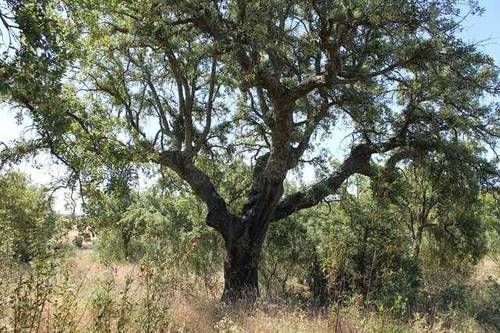 imagen 2 de Venta de finca agrícola en La Codosera (Badajoz)