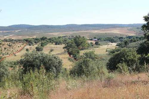 imagen 4 de Venta de finca agrícola en La Codosera (Badajoz)