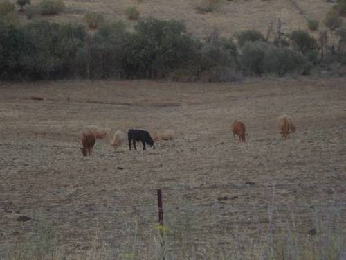imagen 4 de Venta de parcela agrícola y ganadera en Montemolin (Badajoz)