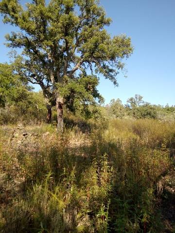 imagen 2 de Venta de alcornocal en Mirandilla (Badajoz)