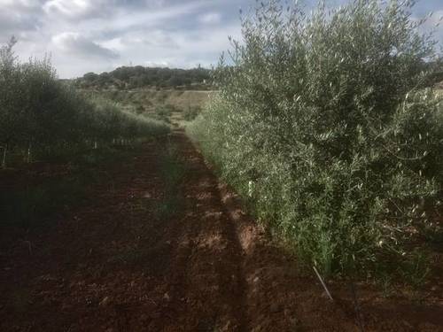 imagen 1 de Venta de olivar y casa rural en Salvaleón (Badajoz)
