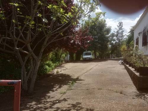 imagen 3 de Venta de olivar y casa rural en Salvaleón (Badajoz)