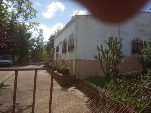 imagen 4 de Venta de olivar y casa rural en Salvaleón (Badajoz)