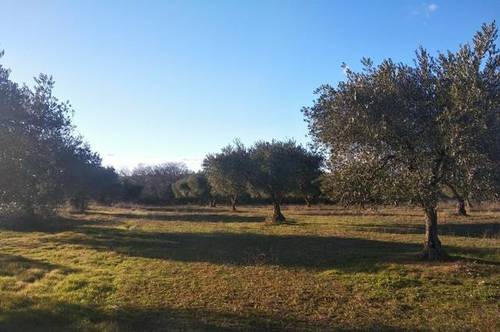 imagen 1 de Venta de olivar en La Nava de Santiago (Badajoz)