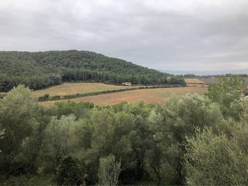 imagen 1 de Venta de olivar y bosque en Felanich (Mallorca)