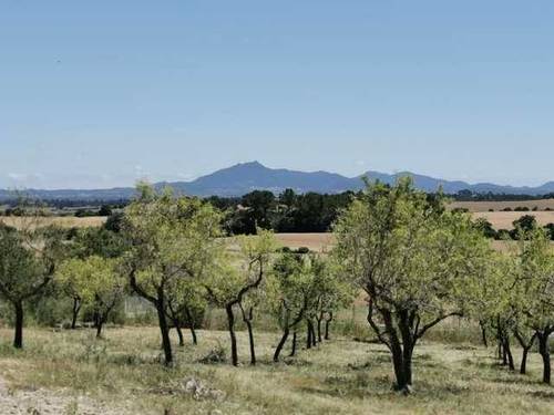 imagen 1 de Venta de finca de almendros en San Juan (Mallorca)