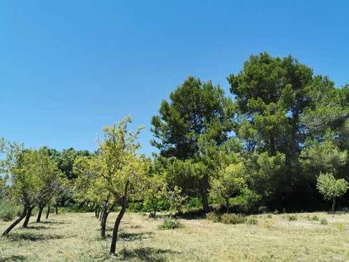 imagen 1 de Venta de finca de almendros en San Juan (Mallorca)