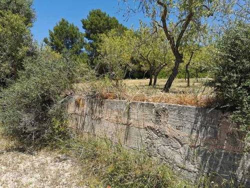 imagen 2 de Venta de finca de almendros en San Juan (Mallorca)