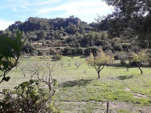 imagen 1 de Venta de finca con caseta en Mancor del Valle (Mallorca)